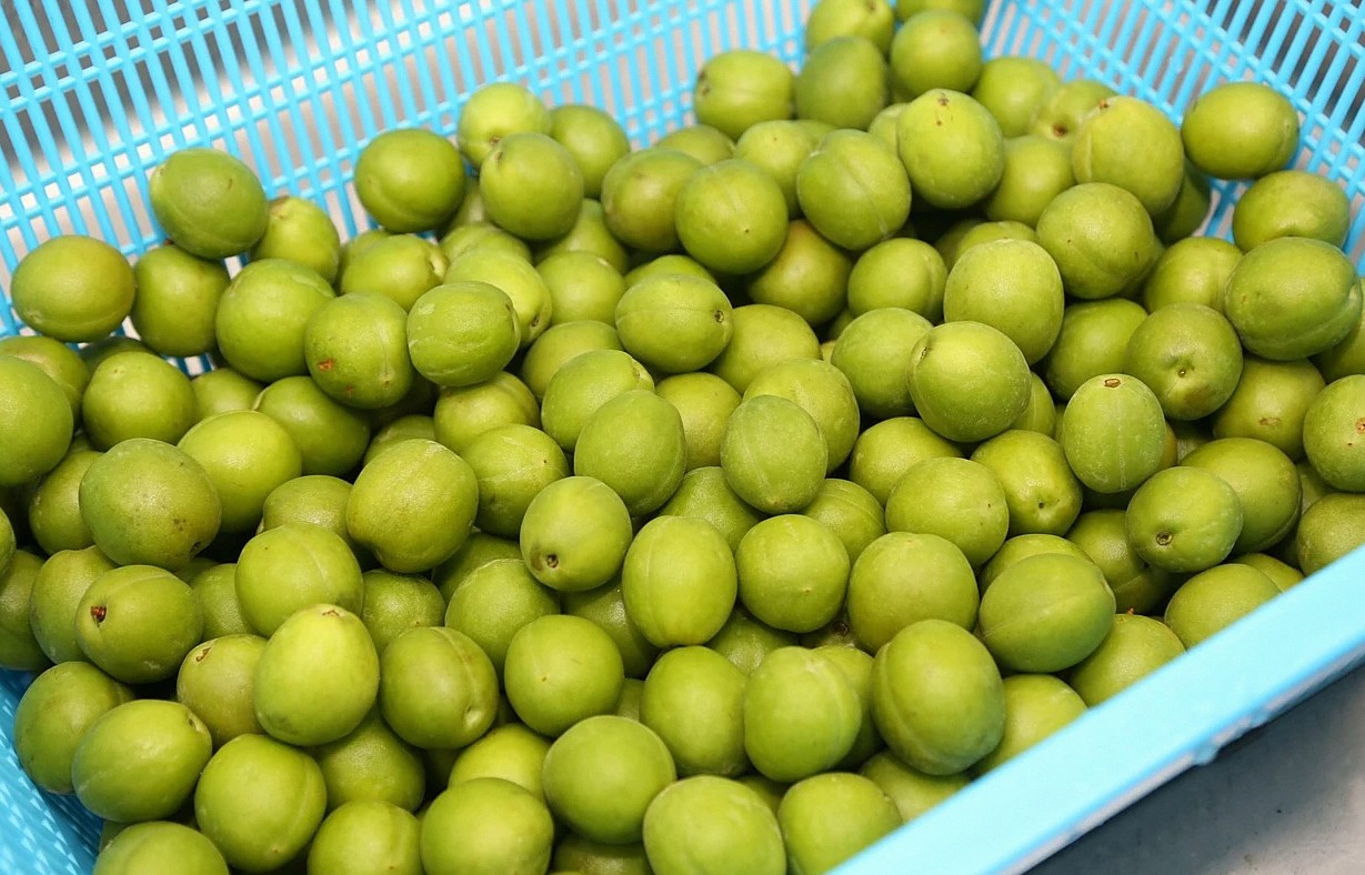 plum, process, agricultural products